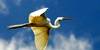 wildlife